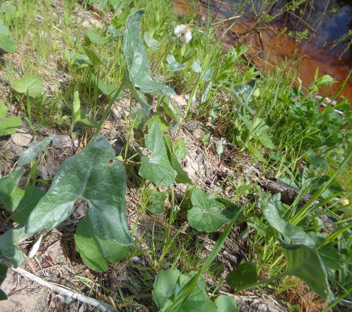 Изображение особи Petasites spurius.