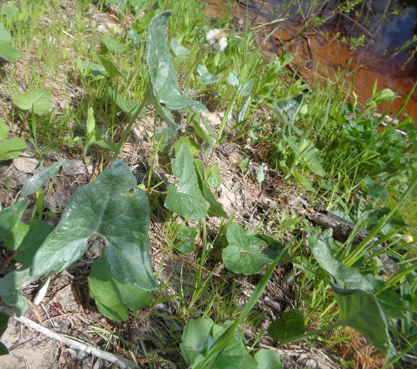 Image of Petasites spurius specimen.