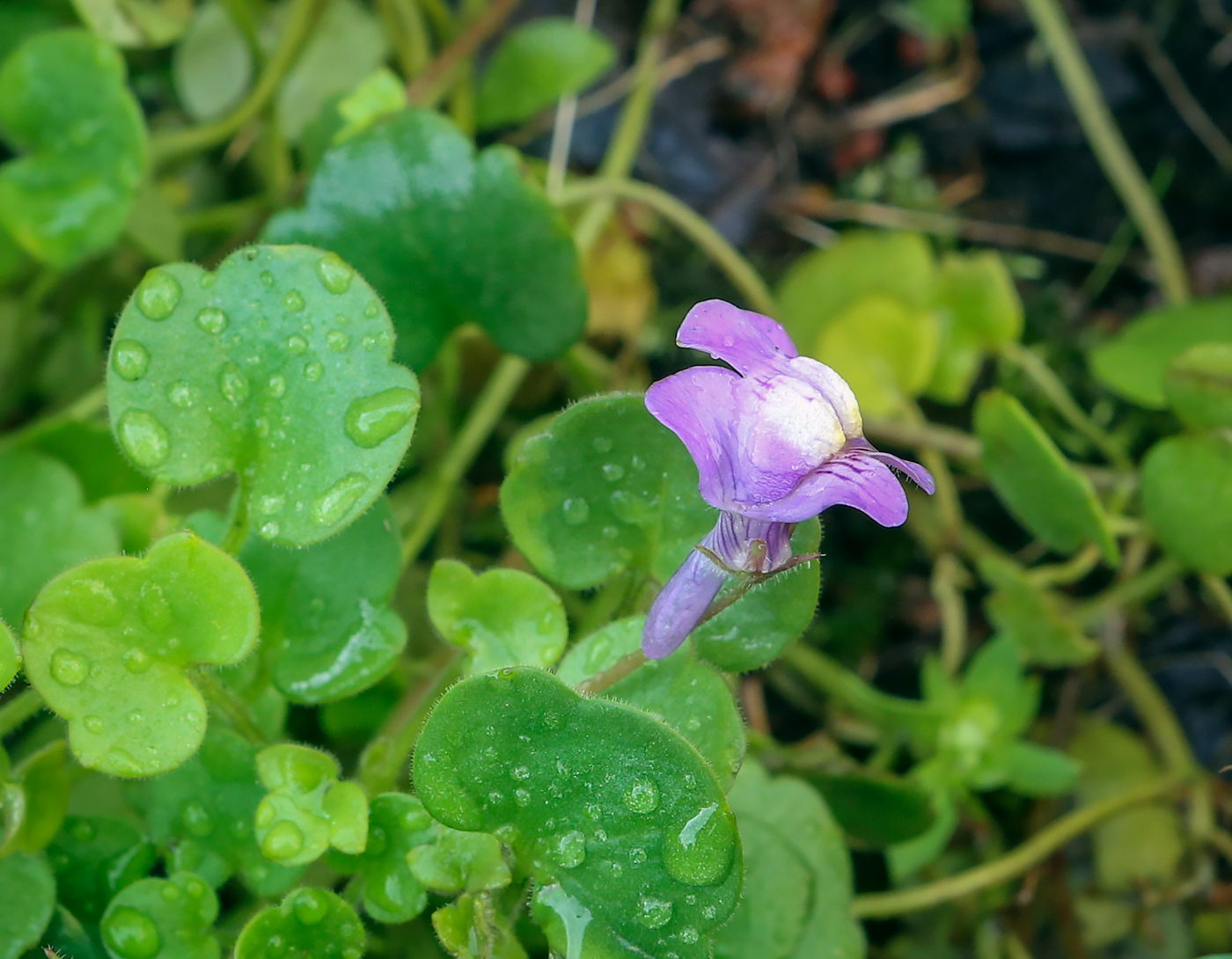 Изображение особи Cymbalaria muralis.