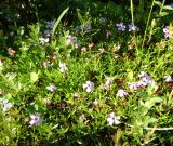Silene acaulis