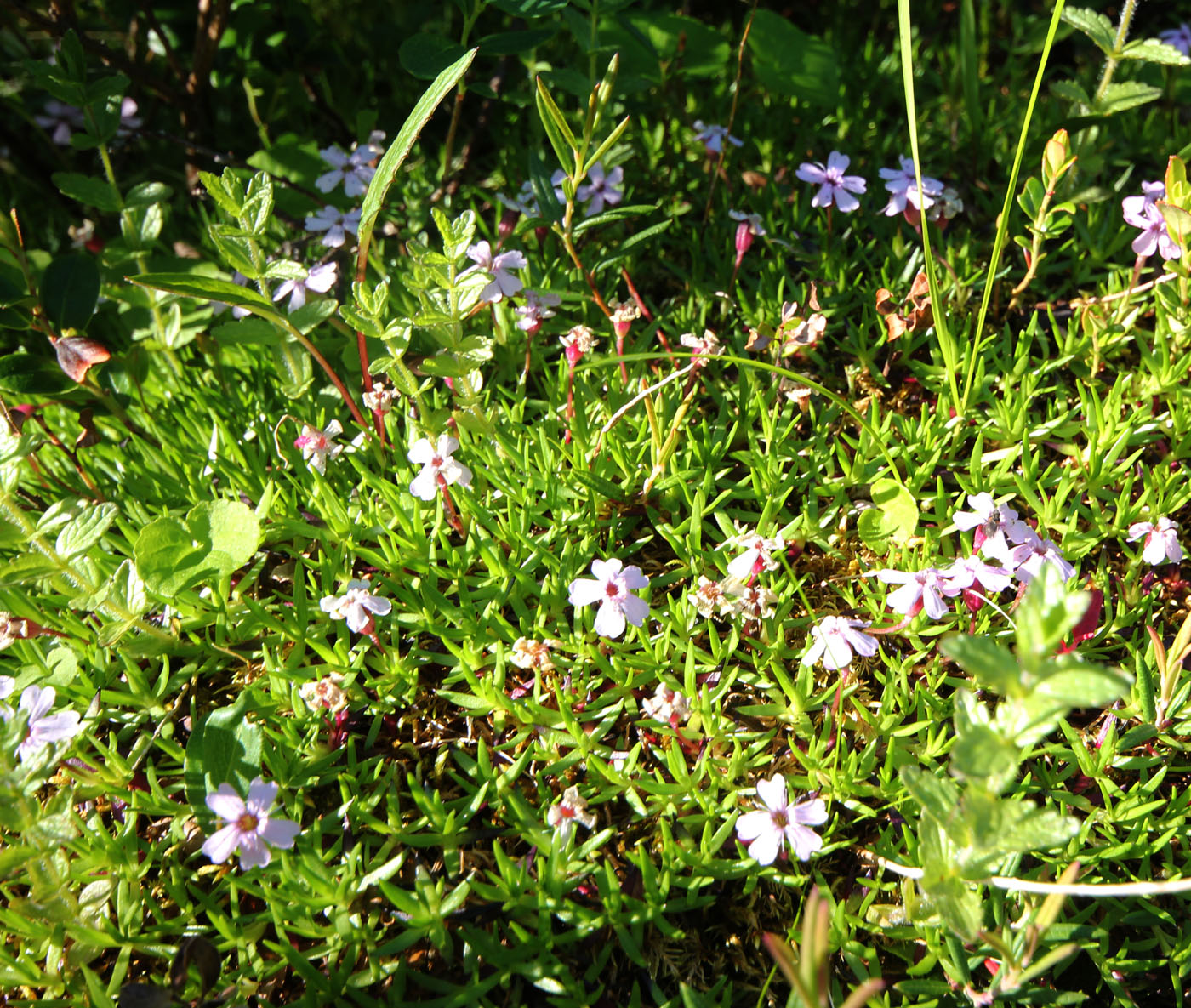 Изображение особи Silene acaulis.