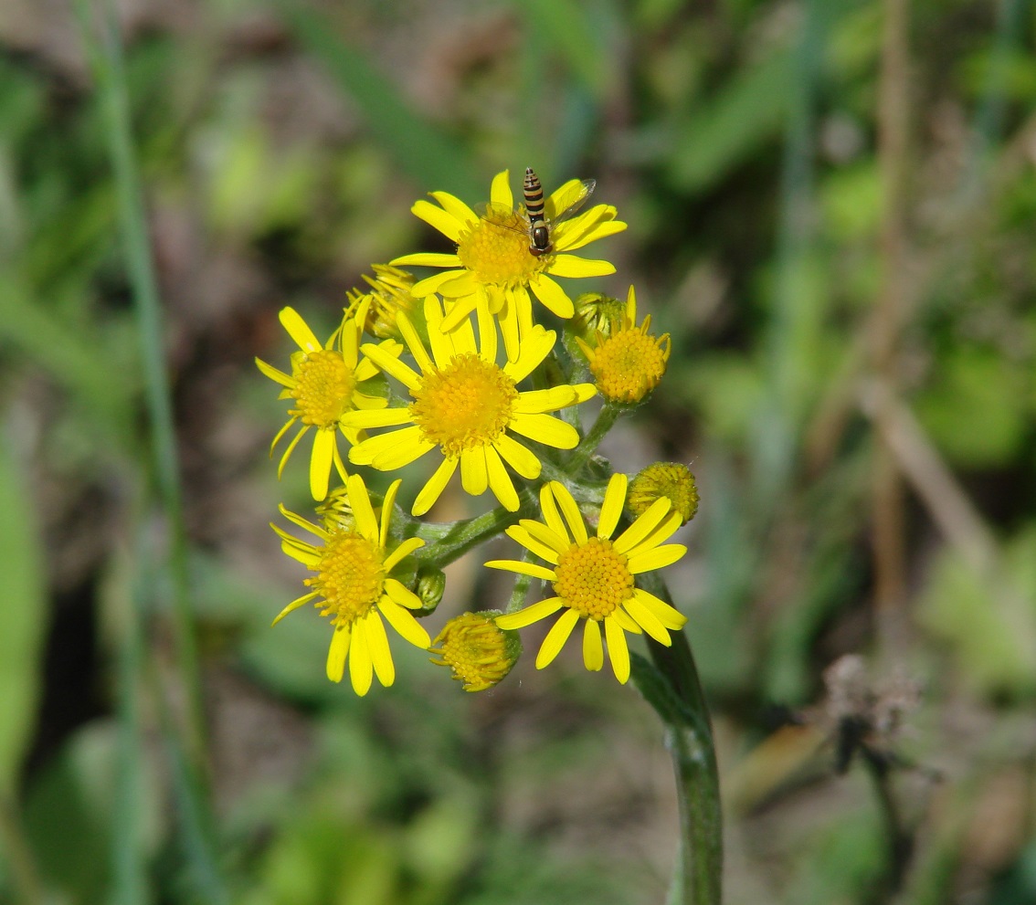 Изображение особи Tephroseris integrifolia.