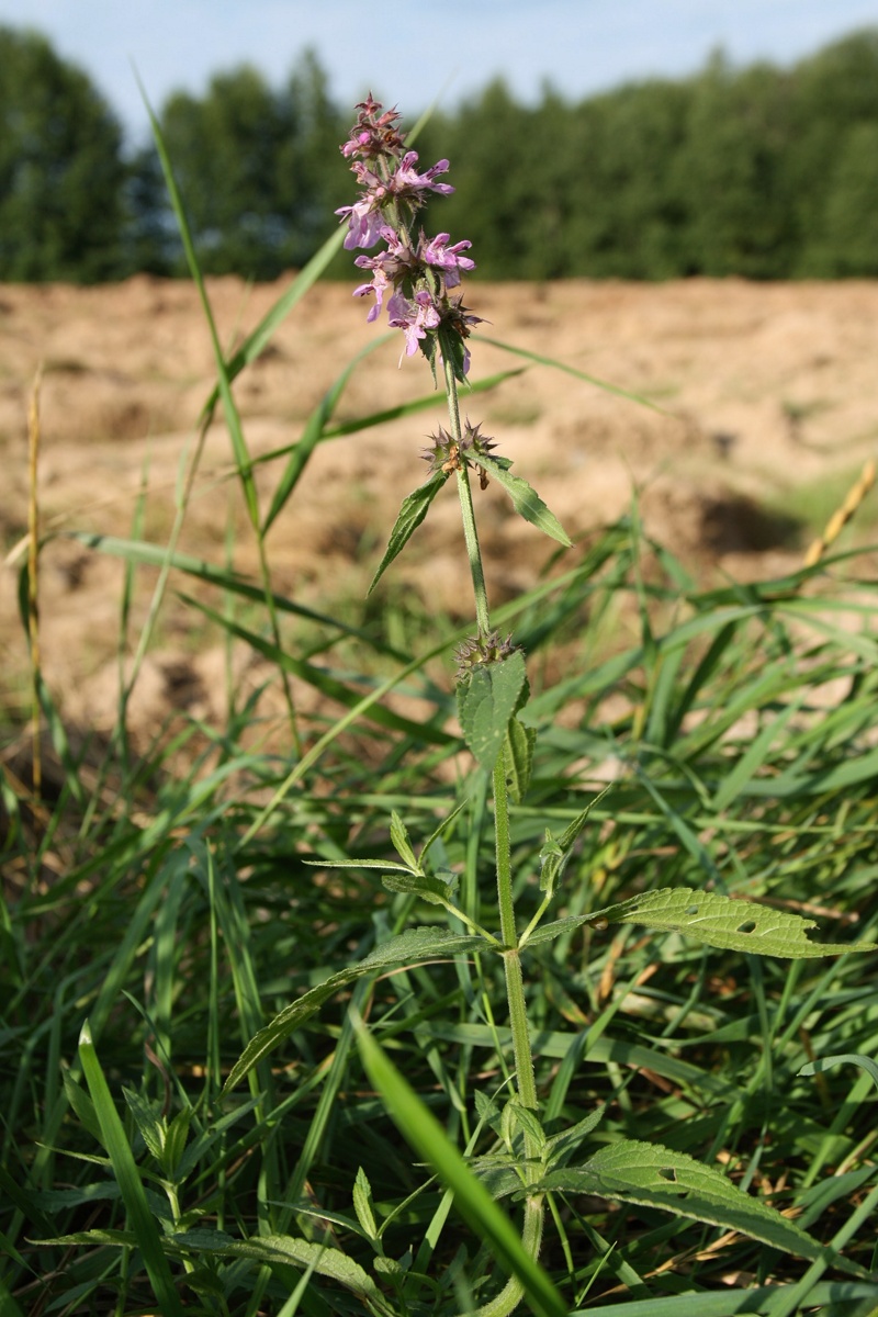 Изображение особи Stachys palustris.