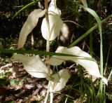 Epipactis helleborine