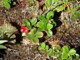 Vaccinium vitis-idaea