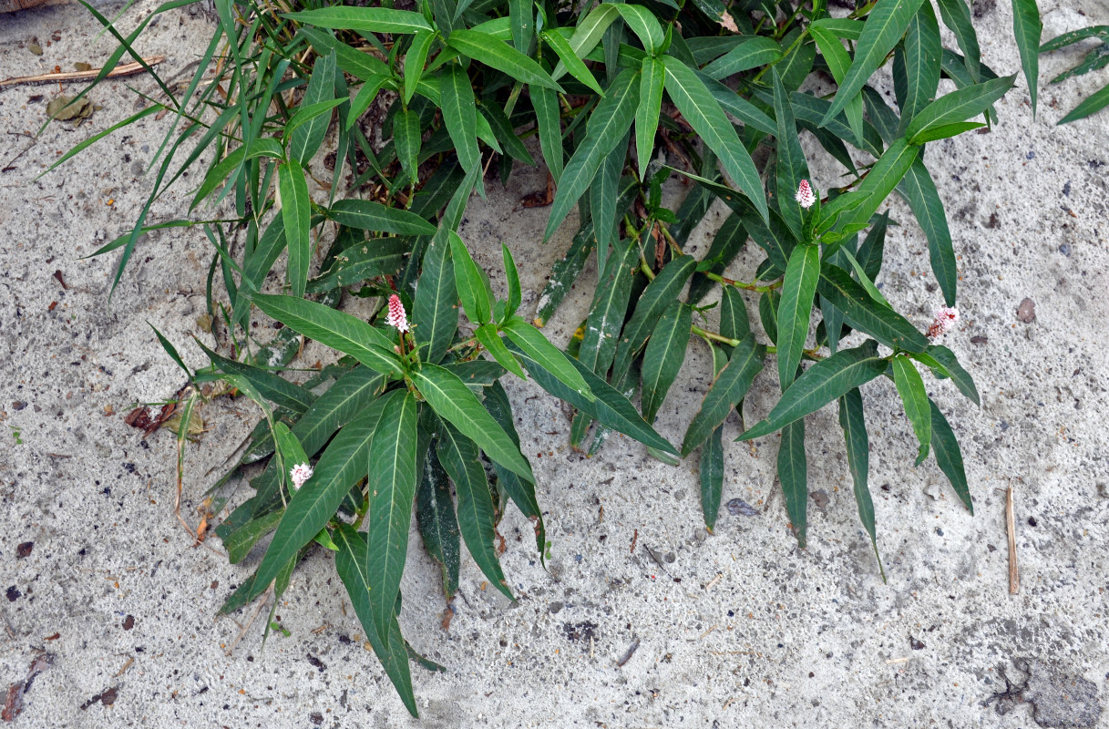 Image of Persicaria amphibia specimen.