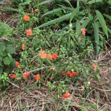 Impatiens walleriana