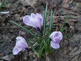 Crocus vernus. Цветущие растения. Узбекистан, г. Ташкент, пос. Улугбек, в культуре. 19.03.2014.