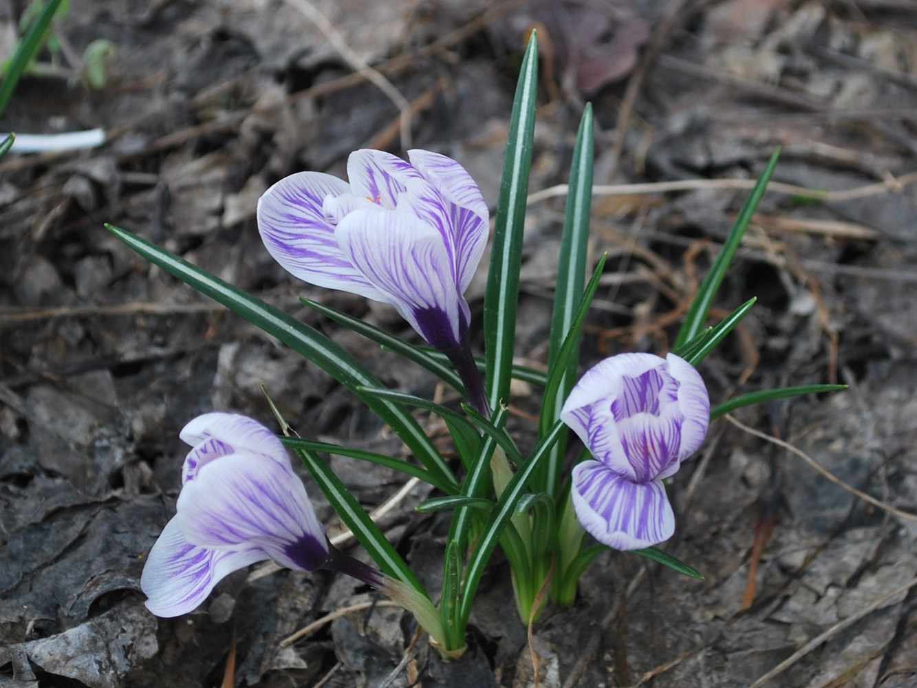 Изображение особи Crocus vernus.