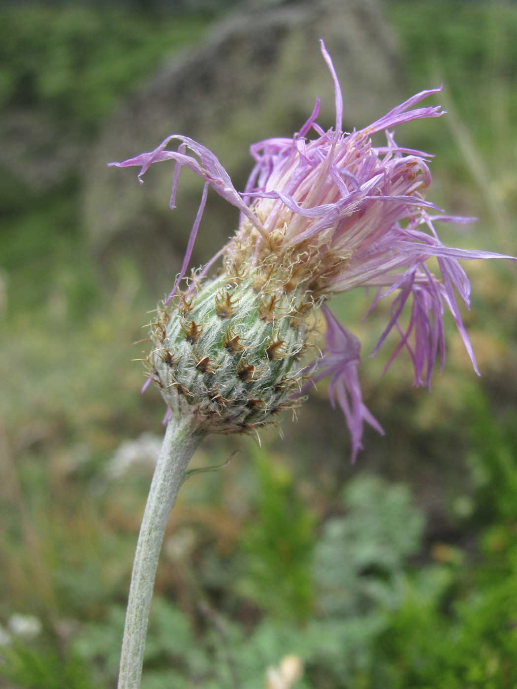 Изображение особи Psephellus salviifolius.