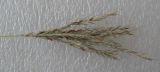 Bothriochloa ischaemum