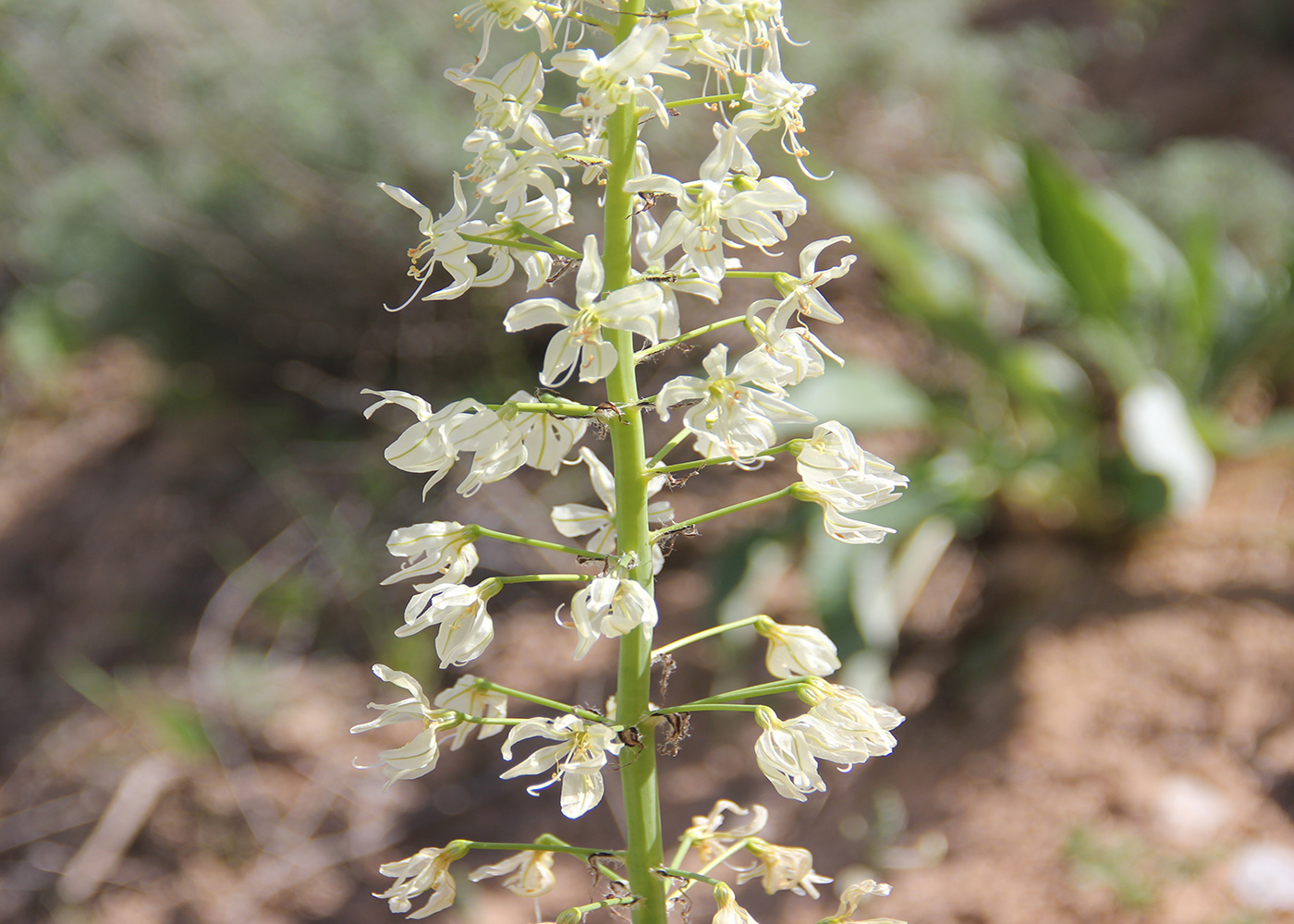 Изображение особи Eremurus lachnostegius.