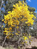 Handroanthus chrysotrichus. Цветущее растение. Австралия, г. Брисбен, ботанический сад. 16.08.2020.