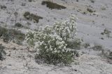 Crambe pinnatifida