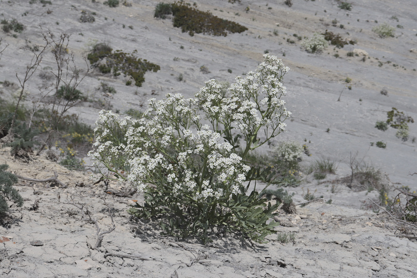 Изображение особи Crambe pinnatifida.