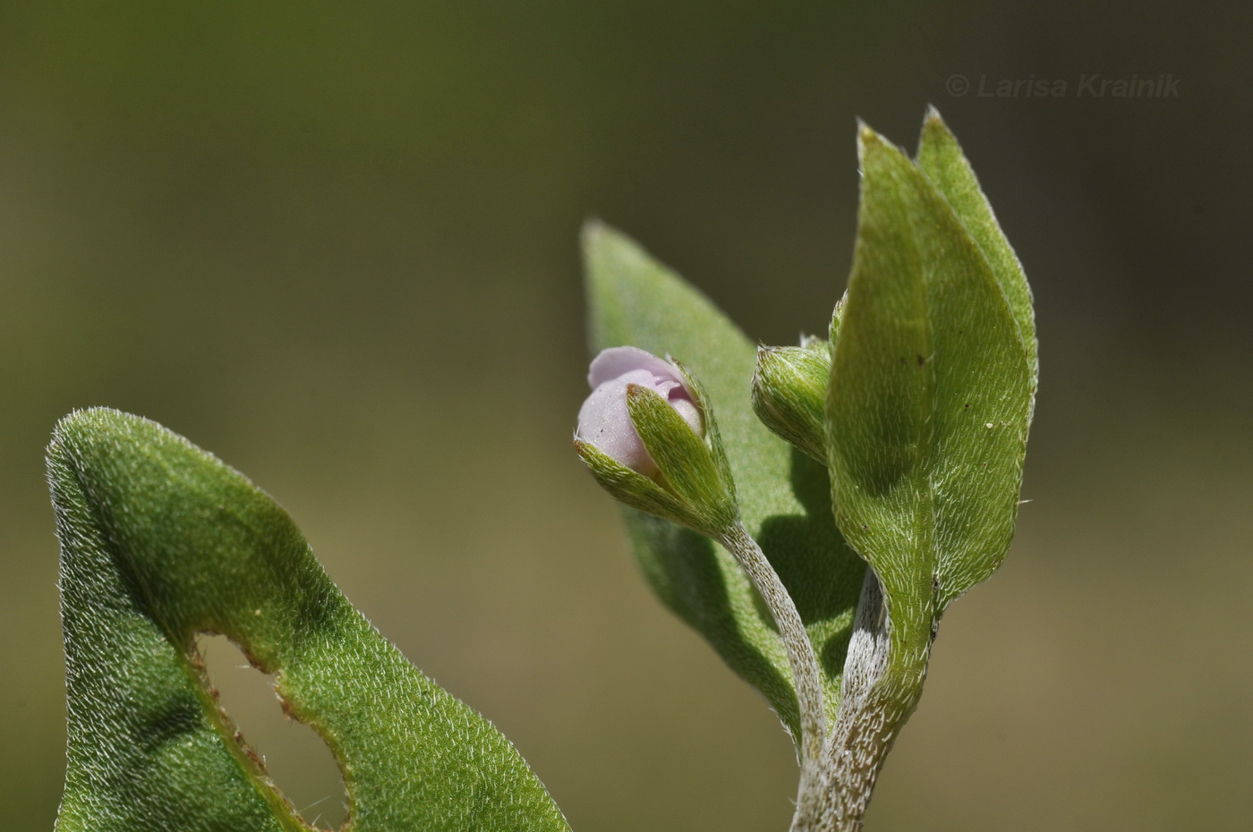 Изображение особи Trigonotis radicans.