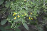 Caragana arborescens. Побеги с соцветиями ('Lorbergii'). Санкт-Петербург, Петроградский р-н, Ботанический сад им. Петра Великого, в культуре. 01.06.2021.