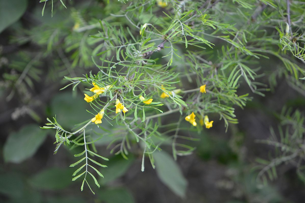 Image of Caragana arborescens specimen.