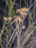 семейство Asteraceae. Верхушка прошлогоднего плодоносящего побега. Пермский край, Кунгурский р-н, окр. с. Каширино, долина р. Сылва, обнажение гипсов, крутой задернованный склон. 06.06.2021.