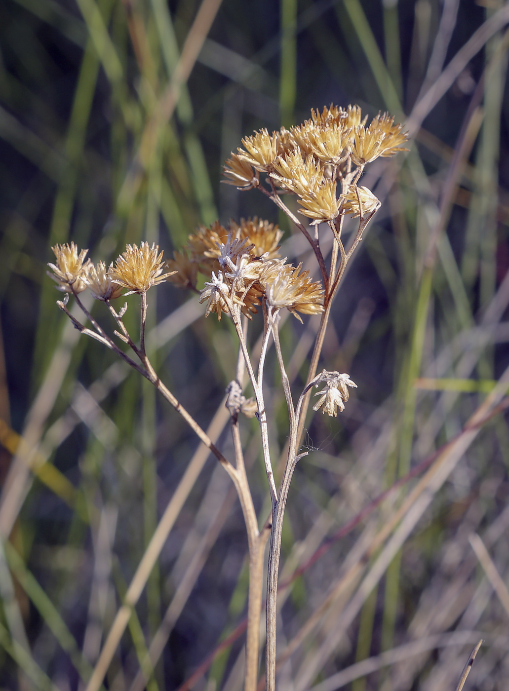 Image of familia Asteraceae specimen.