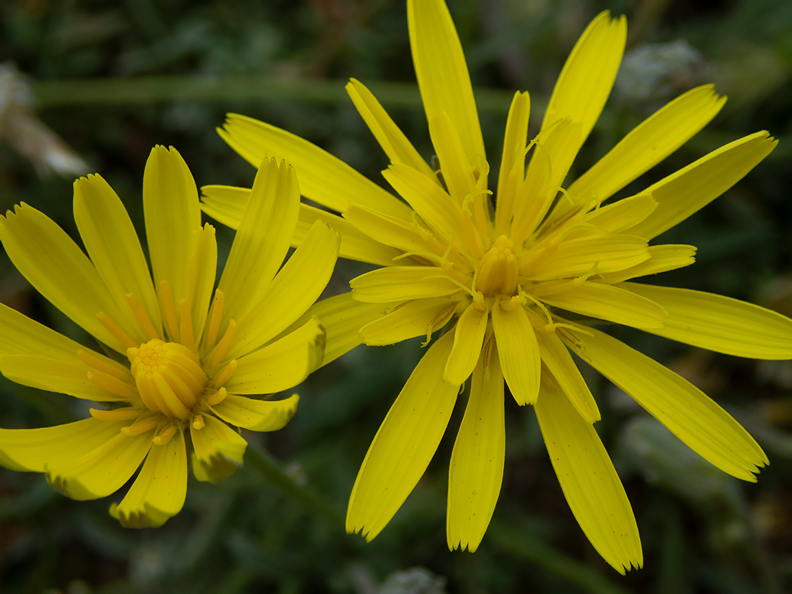Image of Scorzonera cana specimen.