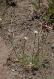 genus Dianthus