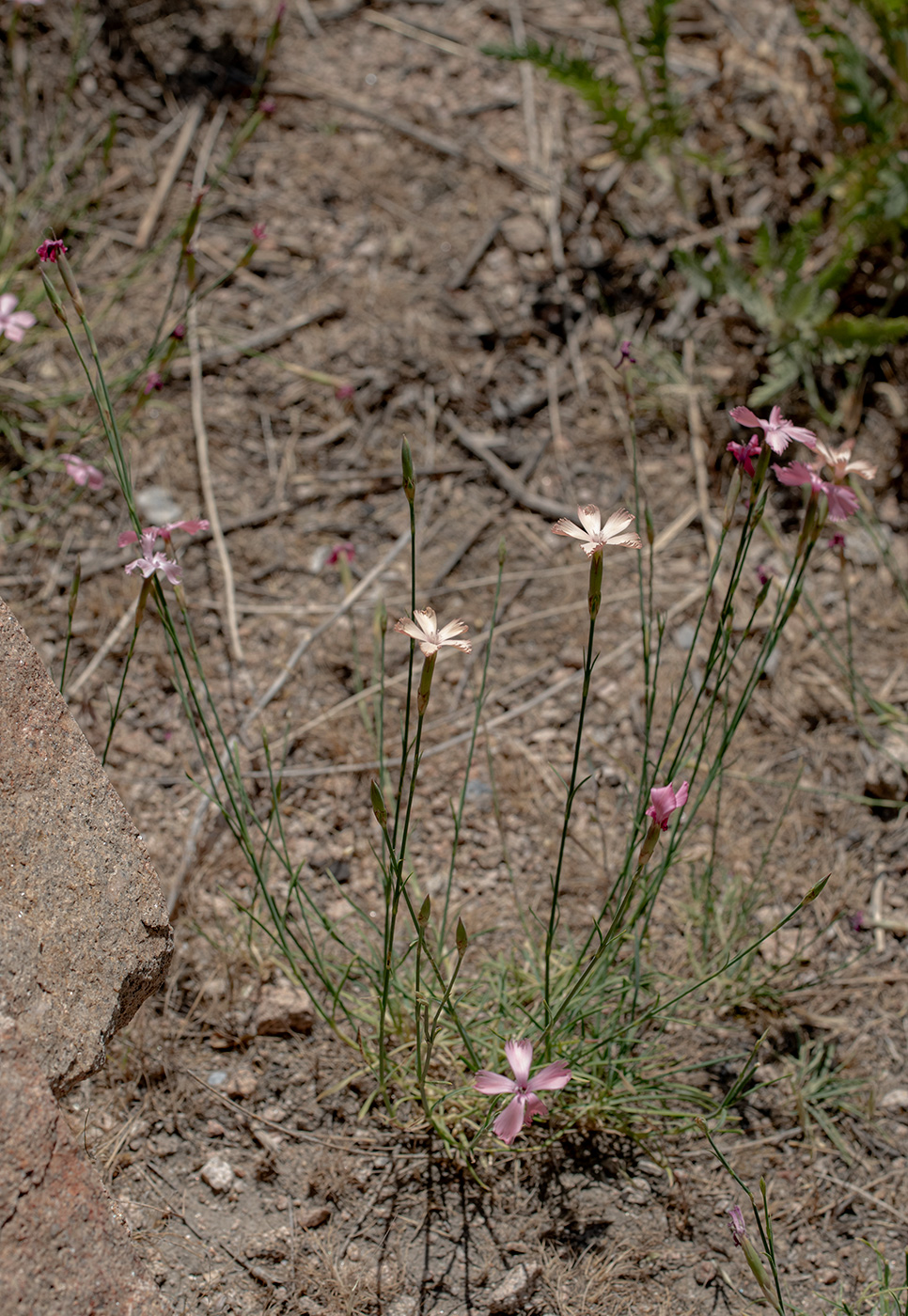 Image of genus Dianthus specimen.