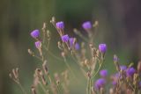 Lactuca tatarica. Верхушки побегов с соцветиями. Краснодарский край, Темрюкский р-н, окр. пос. Кучугуры, мыс Пеклы, ракушечно-песчаный берег под береговым глинистым склоном. 02.07.2021.