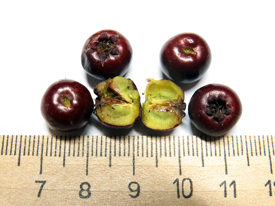 Image of Crataegus chlorosarca specimen.
