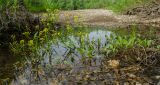 Rorippa amphibia. Доцветающее растение. Видны розетки листьев и придаточные корни в узлах ползучего (плавающего) корневища. Свердловская обл., Красноуфимский округ, Усть-Машский сельский совет, окр. дер. Русский Усть-Маш, в воде. 13 июня 2021 г.