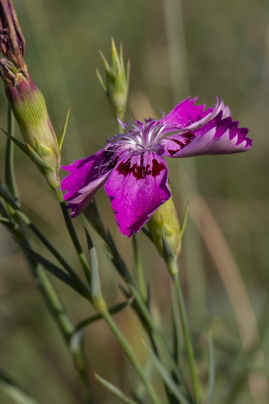 Image of Dianthus versicolor specimen.