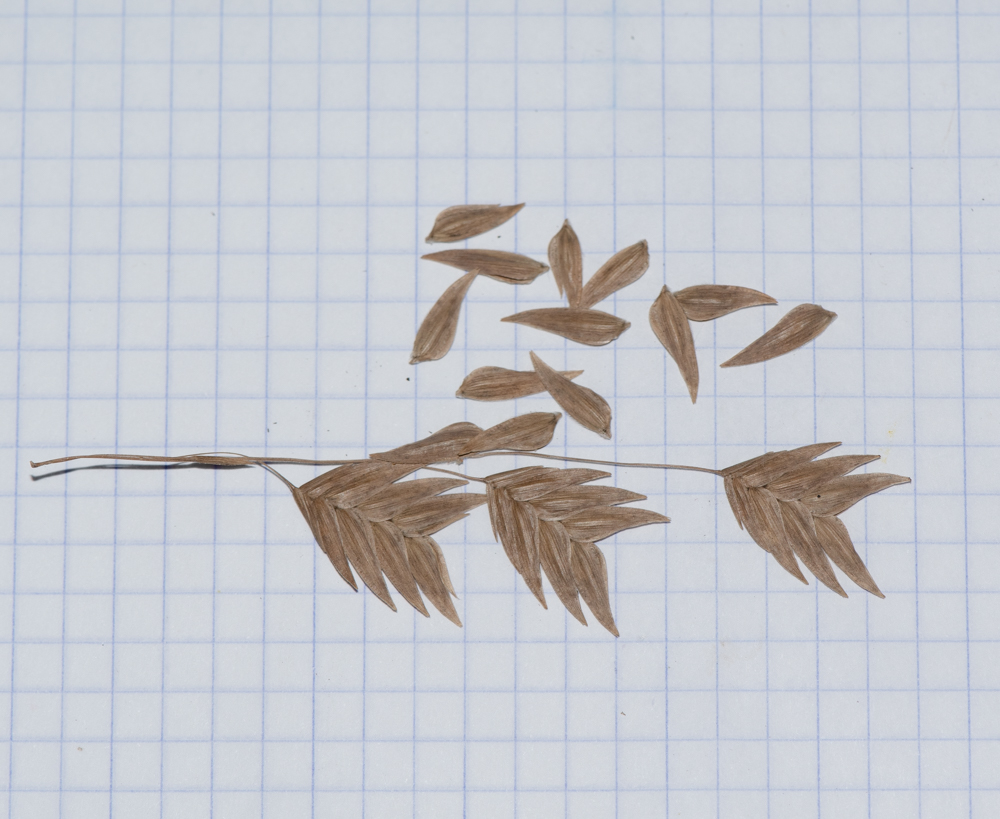 Image of Chasmanthium latifolium specimen.