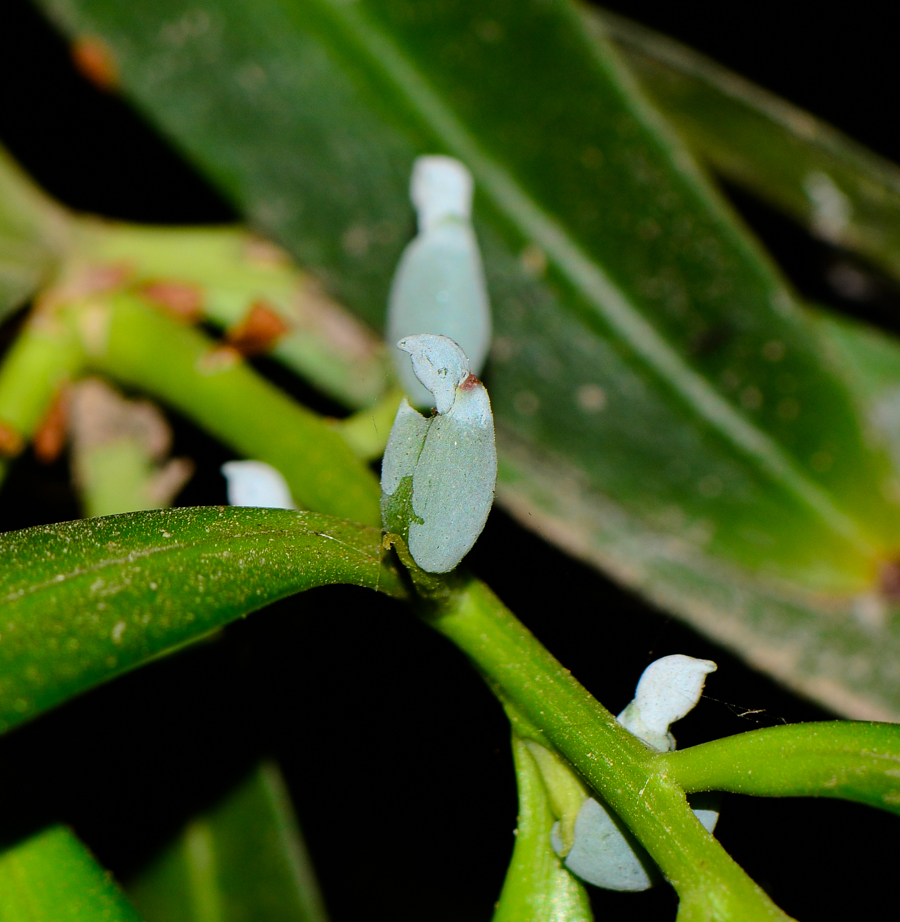 Image of Podocarpus elatus specimen.
