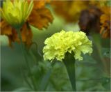 Tagetes erecta