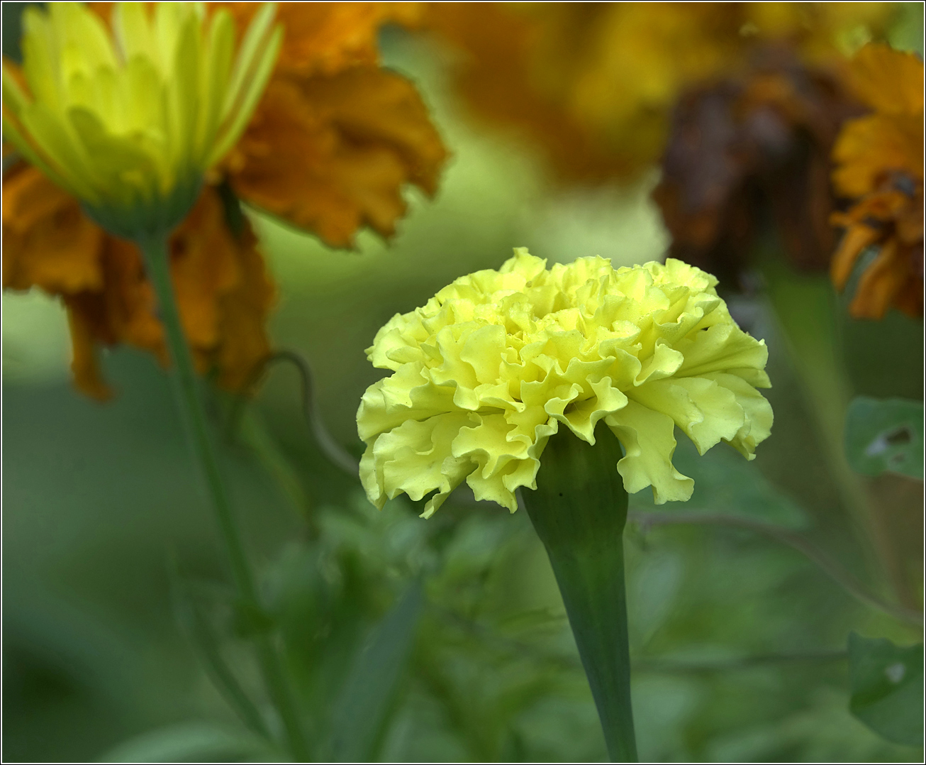 Изображение особи Tagetes erecta.