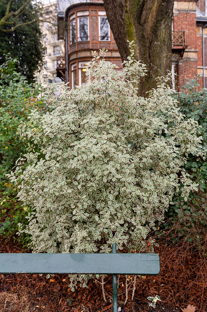 Image of genus Pittosporum specimen.