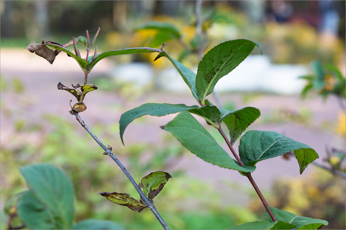 Изображение особи Weigela middendorffiana.