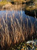 Calamagrostis neglecta