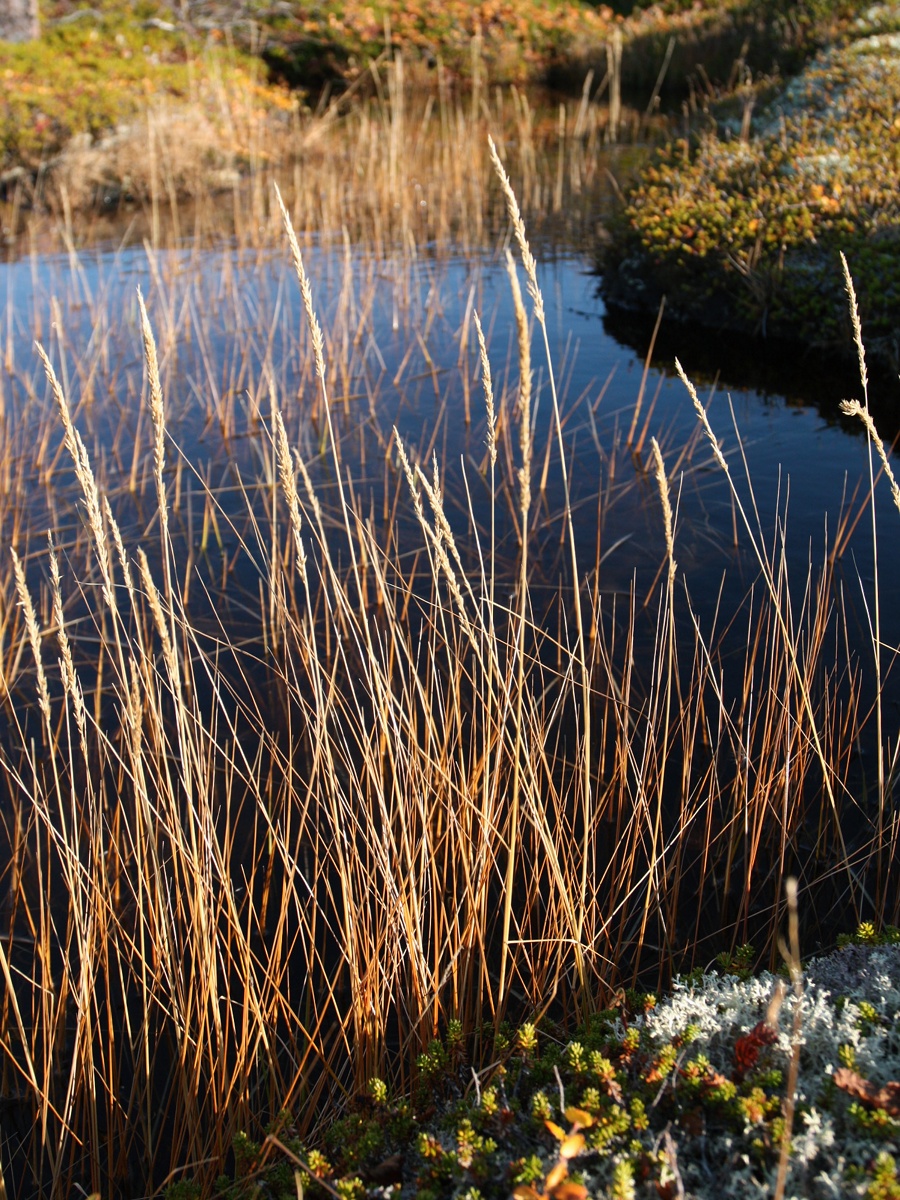 Изображение особи Calamagrostis neglecta.