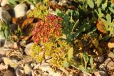 Смотреть изображение Crithmum maritimum