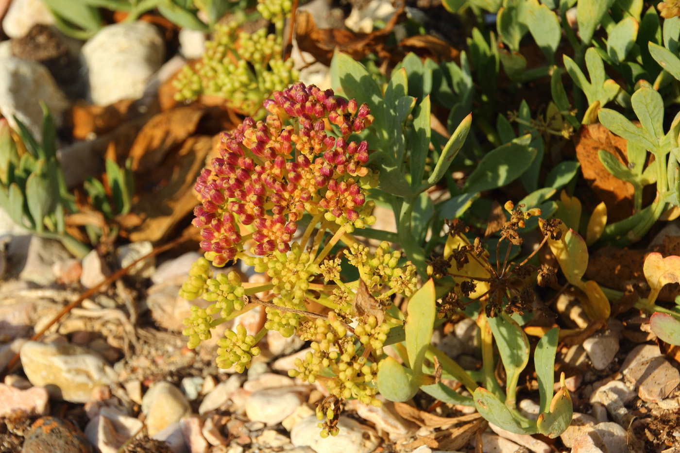 Image of Crithmum maritimum specimen.