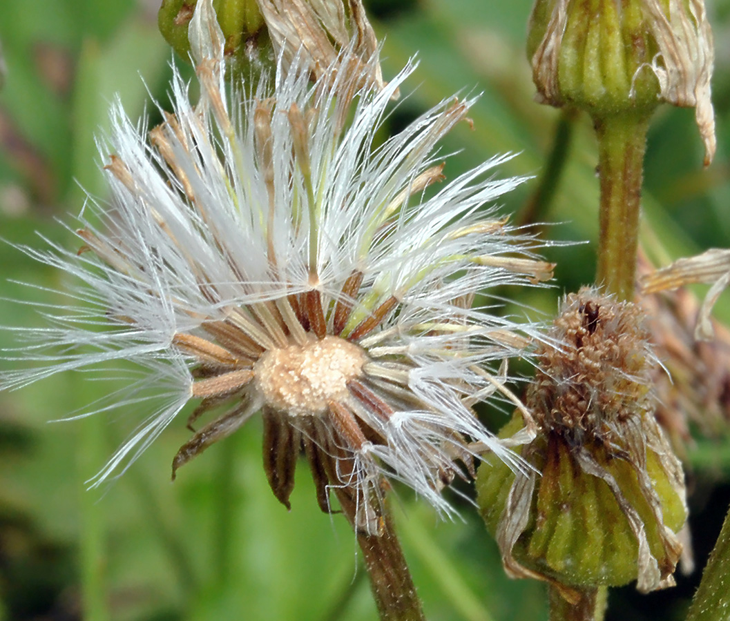 Изображение особи Tephroseris integrifolia.