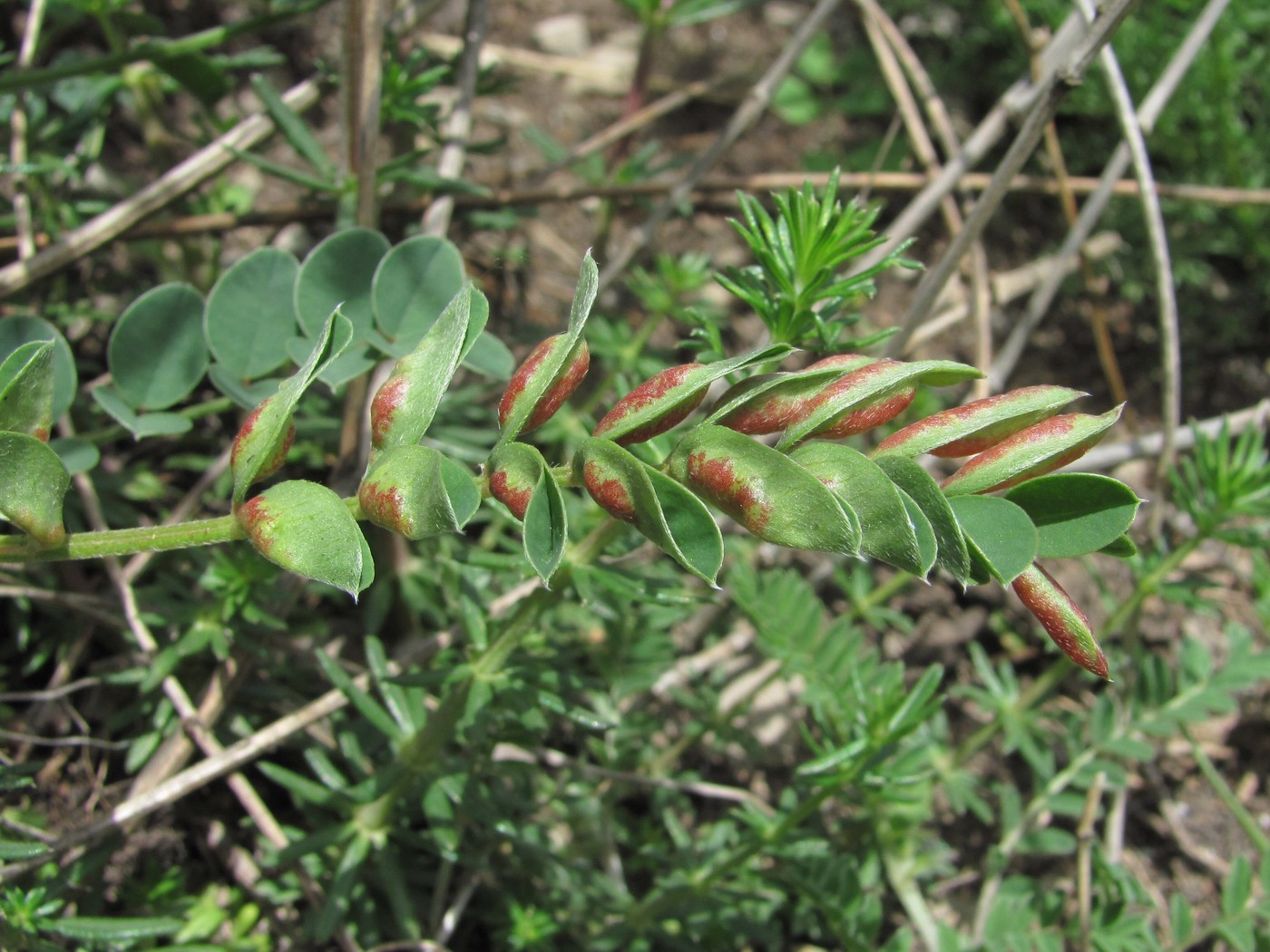 Image of Astragalus buschiorum specimen.