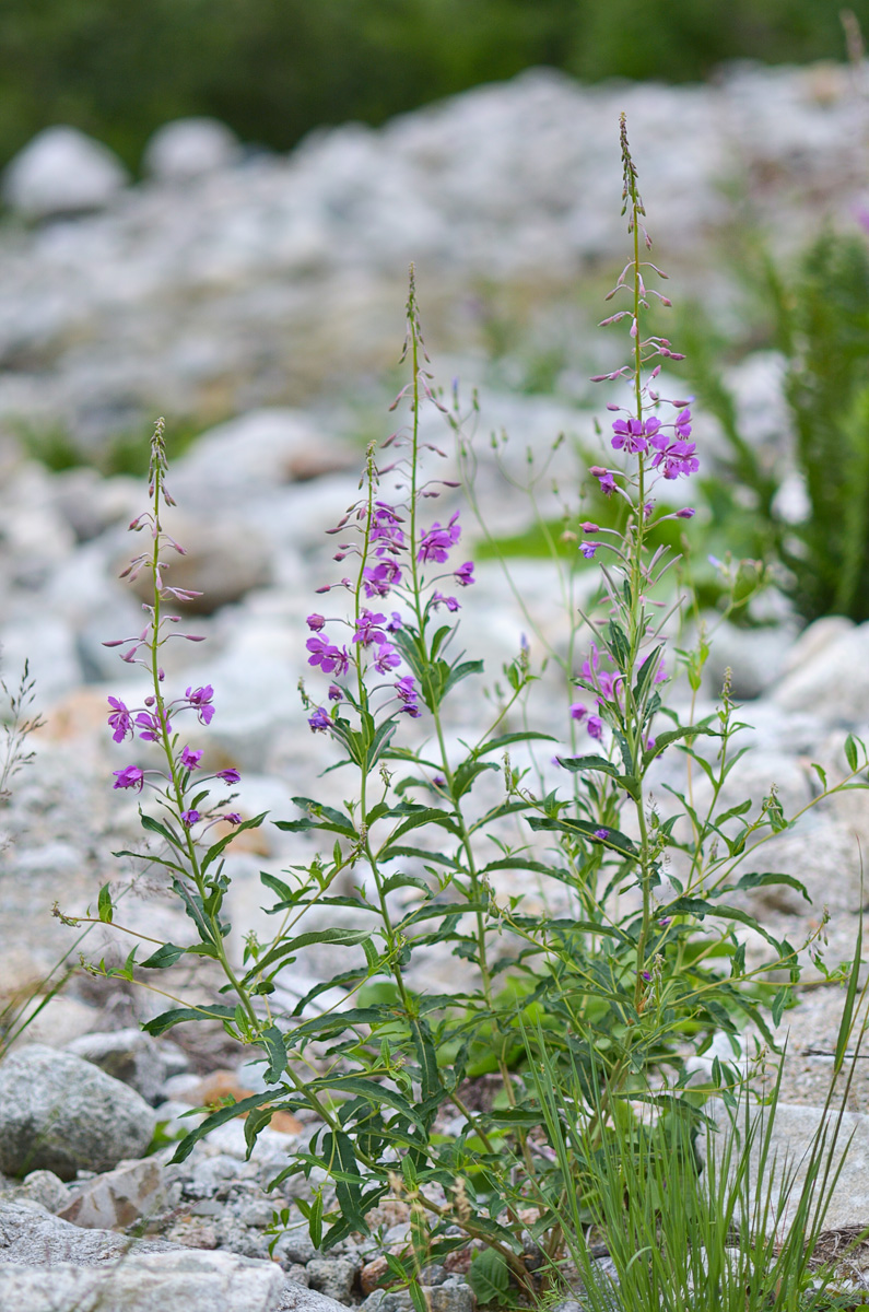 Image of Chamaenerion angustifolium specimen.