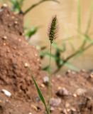 genus Setaria