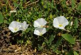 Convolvulus arvensis. Побеги цветущего растения. Пермский край, пос. Юго-Камский, правый берег р. Юг ниже Юго-Камского пруда, под сосной. 26 июня 2021 г.