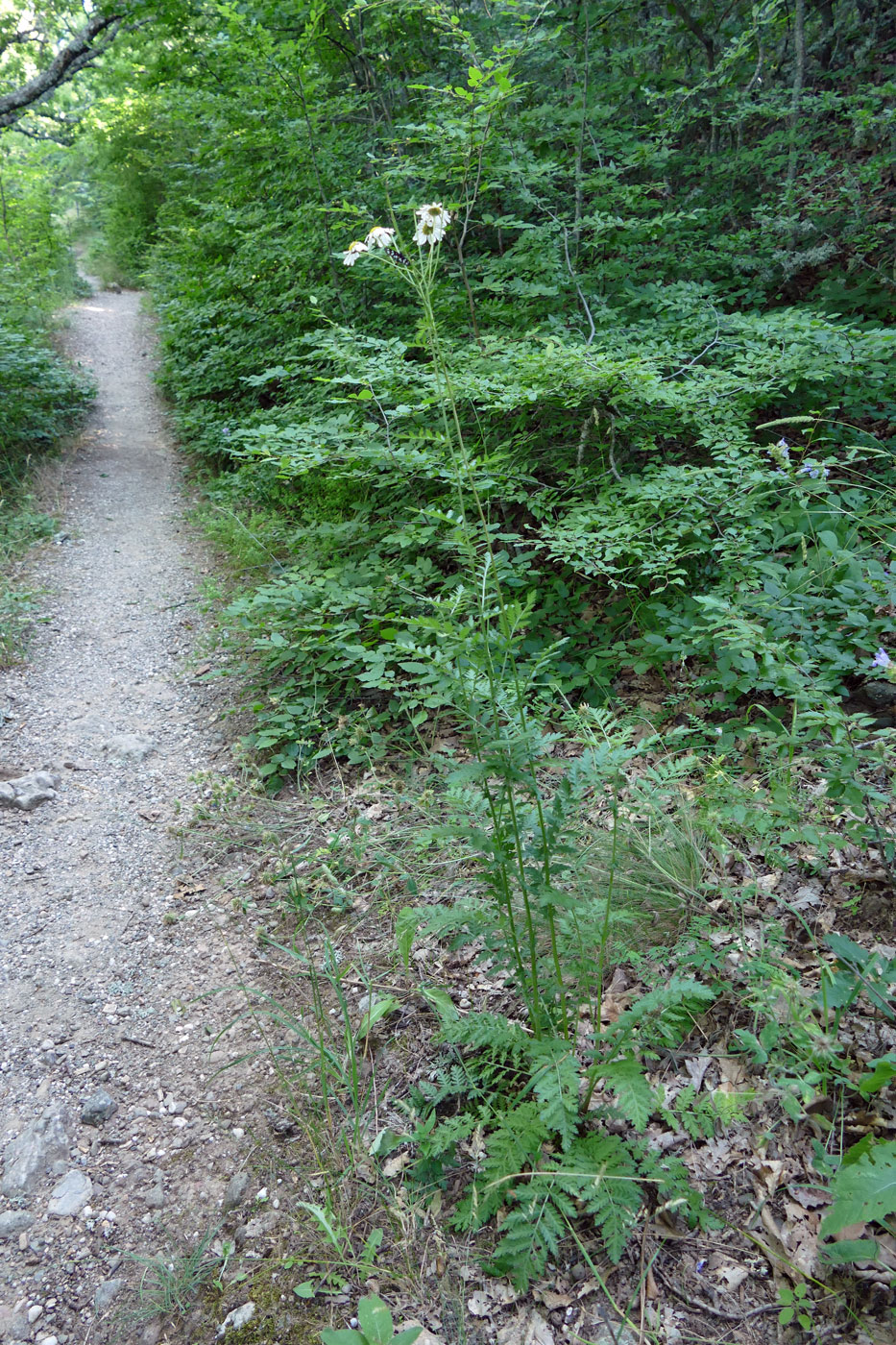 Image of Pyrethrum corymbosum specimen.