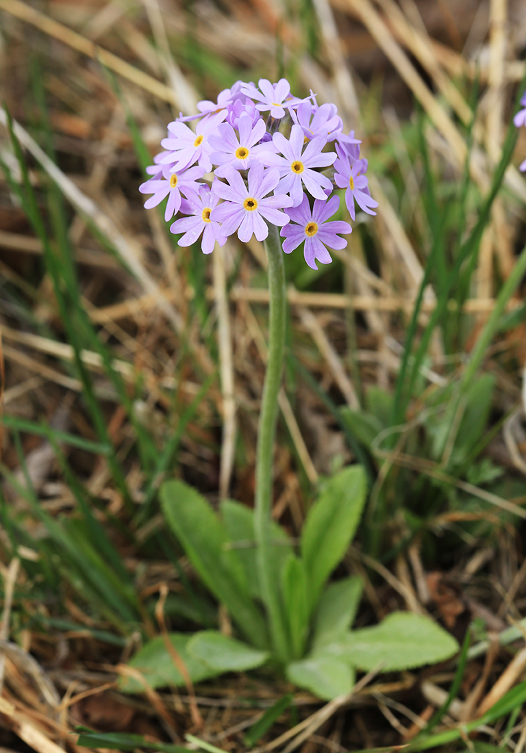 Image of Primula fistulosa specimen.