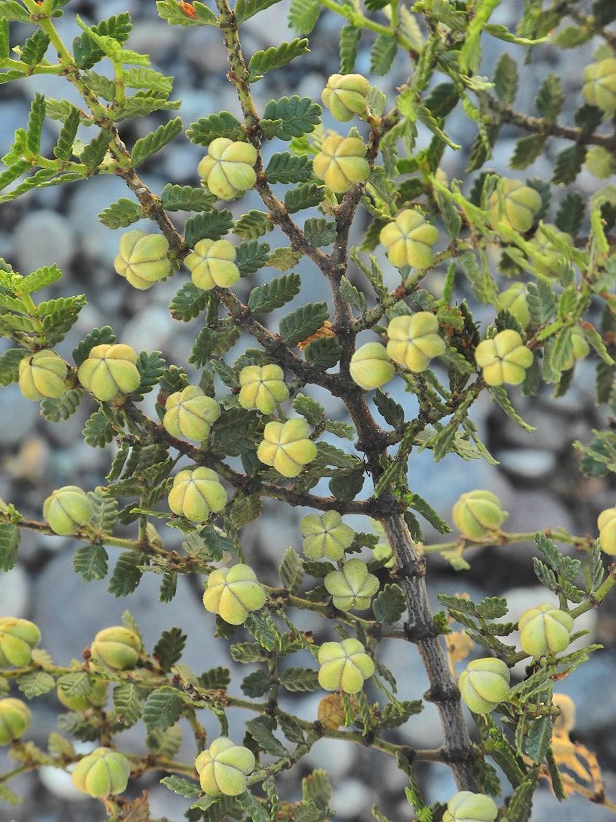 Image of Larrea nitida specimen.