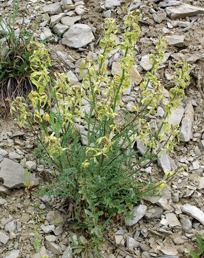 Изображение особи Matthiola daghestanica.